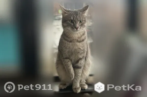 Пропала кошка, Касли, Советская, д. 31 — серо-белая, с розовым носом - photo