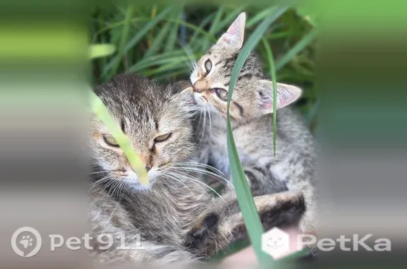 Кошка ищет дом, Мариинский Посад, Лазо — 4 котёнка, диковатые, около двух месяцев - photo