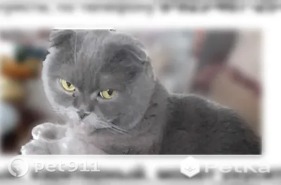 Пропала кошка, Район Куйбышевский (г Новокузнецк), Сибиряков-Гвардейцев, д. 6, Новокузнецк - photo
