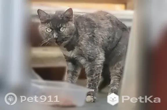 Найдена кошка, Ижевск, фото: Найдена кошка, Нижняя, Ижевск — трёхцветная, прячется под домом