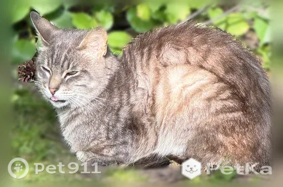 Найдена кошка, Санкт-Петербург, фото: Найдена кошка, Санкт-Петербург, Учебный, д. 12 1 — рот приоткрыт, не прячется от людей