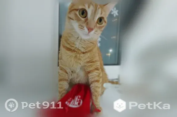 Пропала кошка, Село Красный Ключ, Ленина, Красный Ключ — рыжая, с белыми полосками, очень пугливая - photo