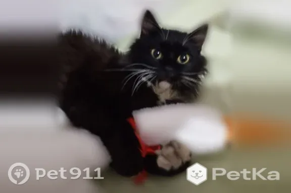 Пропала кошка, Щучье, 1 Мая, д. 144, Щучье — сибирская, спокойный мальчик - photo