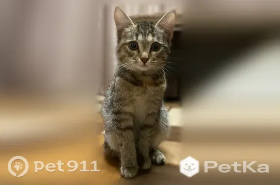 Найдена кошка, Абакан, фото: Найдена кошка, Абакан, Пушкина, д. 166 — котёнок с бордовым ошейником от блох