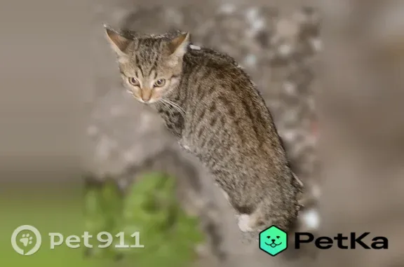 Найдена кошка, Тула, фото: Найдена кошка, М.Горького, Тула — котёнок, очень ручной