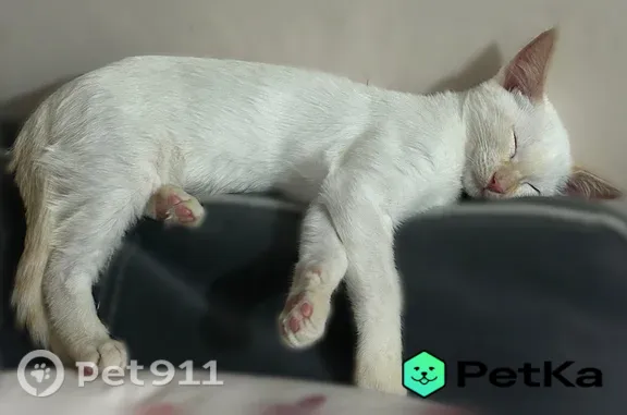 Кошки потеряшки, Чита, фото: Потеряшка кошка, Чита, Шилова, д. 42 — белый кот 4 месяца, убежал через москитную сетку