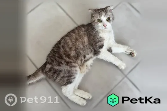Найдена кошка, Москва, фото: Найдена кошка Девочка, Москва (rf1225579)