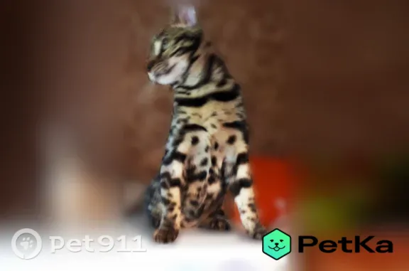 Пропала кошка Девочка, Красноярск (rl1225609) - photo