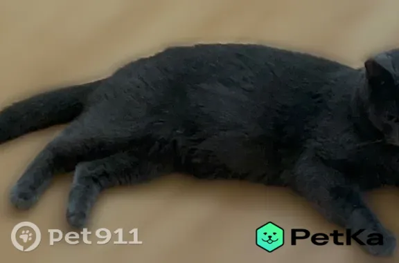 Кошки потеряшки, Пенза, фото: Потеряшка кошка, Казанская, Пенза — ласковый котик