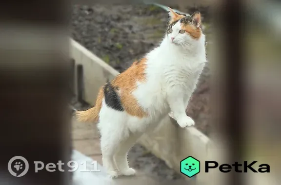 Пропала кошка, Деминская, Кострома — трёхцветка, выскочила из машины - photo