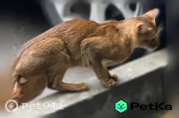 Найдена кошка, Ставрополь, фото: Найдена кошка, Ставрополь — породистая, с зелёными глазами
