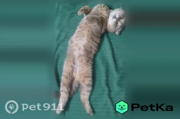 Найдена кошка, Сочи, фото: Найдена кошка, Сочи — мальчик