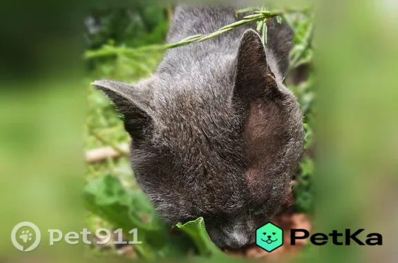 Найденные животные Нижний Новгород, фото: Найдена кошка, Нижний Новгород, Адмирала Васюнина, д. 5 1 — ласковая, с проблемами с глазами