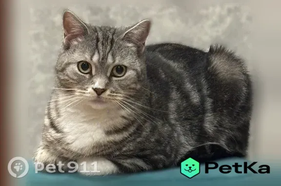 Пропала кошка, Победы, Елец — во дворе под машиной - photo
