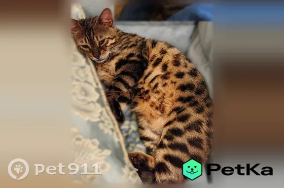 Пропала кошка, Кинель, Виноградная, Кинель — котику 5 лет, бенгал - photo
