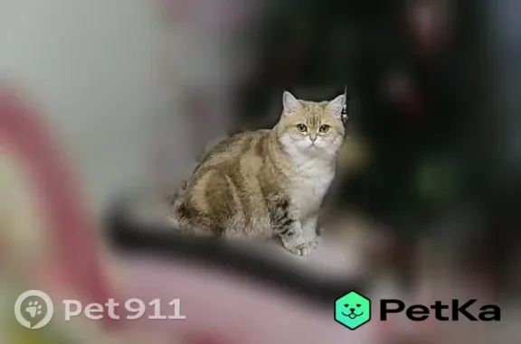 Пропала кошка, им. газеты 