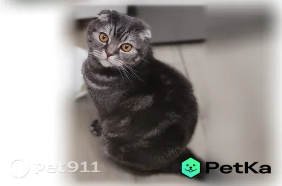 Пропала кошка, Бирск — шотландский вислоухий серый кот Мася, 10 лет - photo