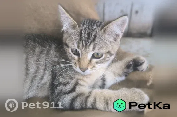 Найдена кошка, Йошкар-Ола, фото: Найдена кошка, Йошкар-Ола — серебристо-серая полосатая девочка, 3 месяца