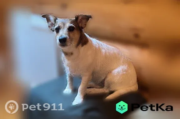 Собаки потеряшки, учхоза, фото: Потеряшка собака, Село Учхоз, учхоза — в жёлтом ошейнике с бирочкой и нерабочим GPS-трекером