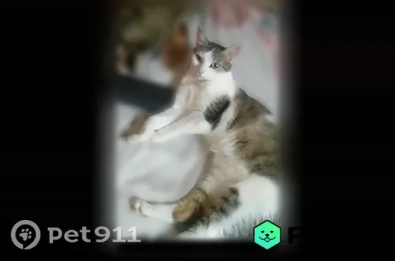 Пропала кошка, Колпино — худенькая маленькая, с зелёными глазами, серое пятнышко на правом бедре - photo