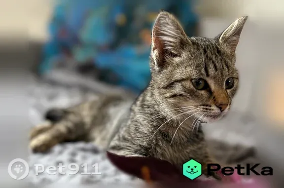 Кошки потеряшки, Мурино, фото: Найдена кошка, Мурино, Боровая, д. 16 — полосатая котенок-девочка