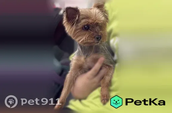 Собаки потеряшки, Казань, фото: Потеряшка собака, Район Авиастроительный (г Казань), Копылова, д. 2В, Казань — коричневая