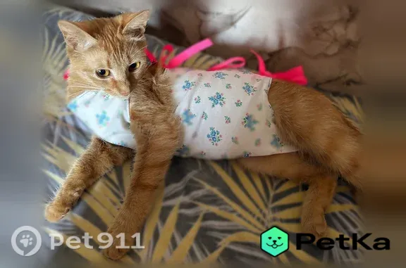 Пропала кошка, Коллективная, Усть-Лабинск — рыжая, возможно вывезли соседи - photo