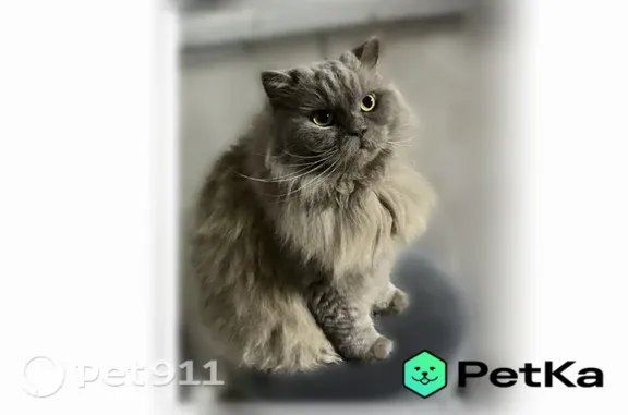 Пропала кошка, Ленина, д. 246А, Серов — шотландская, подстриженное тело - photo
