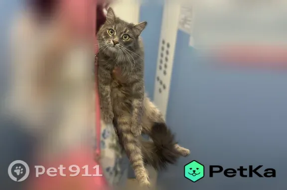 Найденные животные Уфа, фото: Найдена кошка, Уфа, Октября, д. 65/5, Уфа — очень ласковая, людей не боится