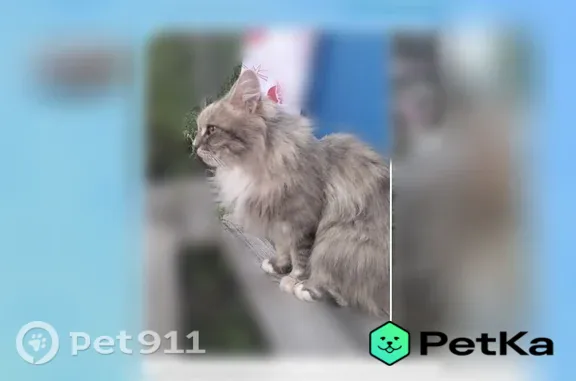 Найдена кошка, Сыктывкар, фото: Найдена кошка, Сыктывкар — очень ласковая, ручная, пушистая