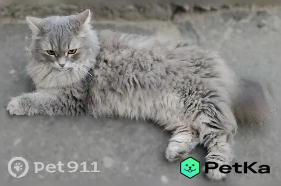 Найдена кошка, Йошкар-Ола, фото: Найдена кошка, Йошкар-Ола, Прохорова — молодая пушистая кошечка, серый окрас
