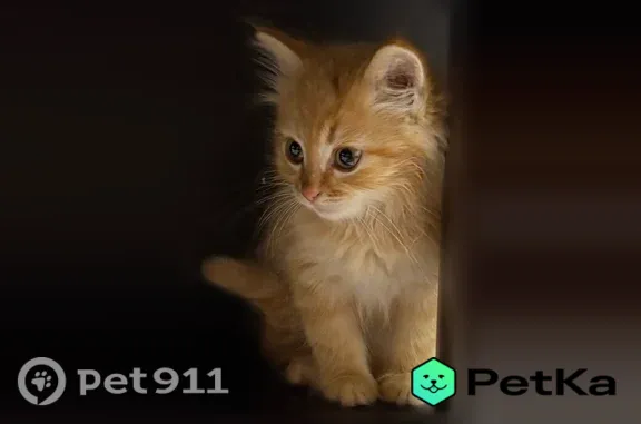 Кошка ищет дом, Деревня Лукинское — с 3 котятами, ласковая - photo