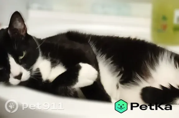 Кошки потеряшки, Восход Василеостровского Района, фото: Потеряшка кошка, Территория снт Восход-6 (м-в Восход), Торговая, д. 15, Восход Василеостровского Района — чёрная с белым, крупная