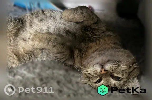 Найдена кошка, Краснодар, фото: Найдена кошка, им. Сергея Есенина, Краснодар — домашняя, воспитанная и ласковая