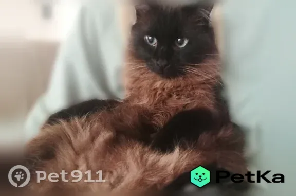 Пропала кошка, Корсунский, д. 5, Краснодар — темно-коричневая, спокойная - photo