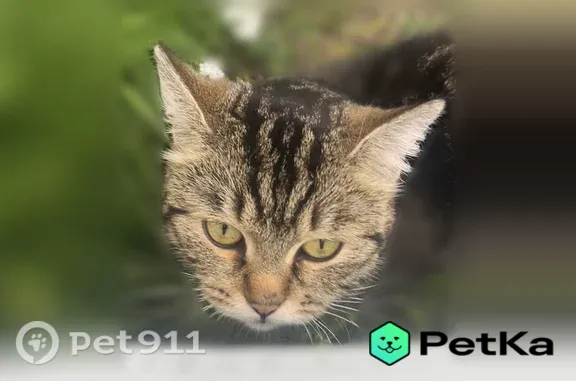 Найдена кошка, Таштагол, Ногра...
