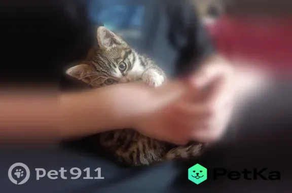 Найдена кошка, Ольховка, д. 3,...