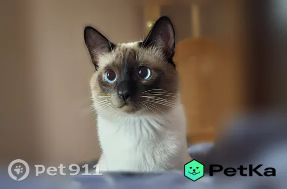 Объявления о пропавших и найденных животных, Котлас, фото: Пропала кошка, Котлас, 70 лет Октября, д. 18, Котлас — мокрые глаза, проблема со слезными каналами