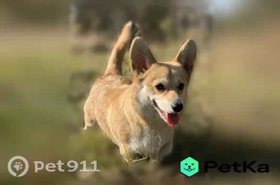 Пропала собака, Деревня Заволенье (г Орехово-Зуево), Школьная, Орехово-Зуево — корги с хвостом, рыже-белая - photo