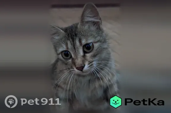 Найдена кошка, Ржевская, д. 11...