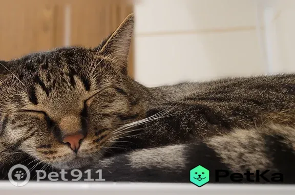 Пропала кошка, Воронеж, 232 Стрелковой дивизии, д. 9, Воронеж — коричневый кот в чёрную полоску - photo