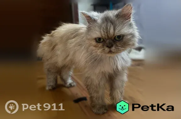 Найдена кошка, Курган, Зелёная, д. 70 — персидская, очень ласковая - photo