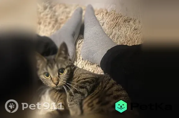 Пропала кошка, Владивосток, Новожилова, д. 8 — отзывается на кличку Масяна - photo