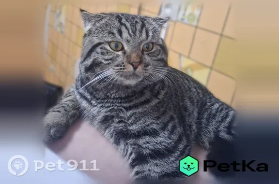 Пропала кошка, Гаражно-строительный кооп. Восток, д. 214, Ижевск — молодой кот - photo