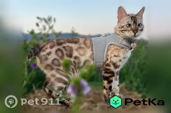 Пропала кошка, Геленджик — на шее медальон с именем и номером телефона - photo