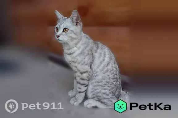 Найдена кошка, Уфа, фото: Найдена кошка, Колгуевская, Уфа — мальчик-подросток ходит в частном секторе