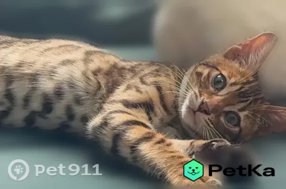 Пропала кошка, Рубцовск, Кутузова, д. 51, Рубцовск — с ошейником с адресником - photo