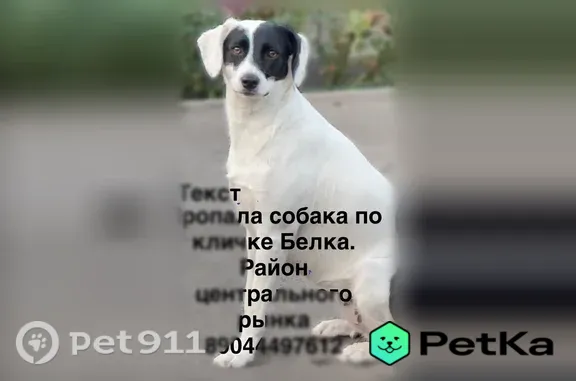 Пропала собака, Таганрог, Карла Либкнехта, д. 126 — кличка Белка - photo