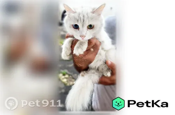 Найдена кошка, Тамбов, фото: Найдена кошка, Район Октябрьский (г Тамбов), Жуковского, д. 38, Тамбов