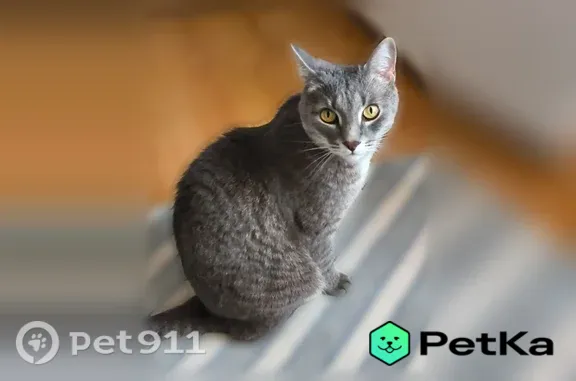 Кошки потеряшки, Уфа, фото: Потеряшка кошка, Район Кировский (г Уфа), Уфа — кастрирован, худой